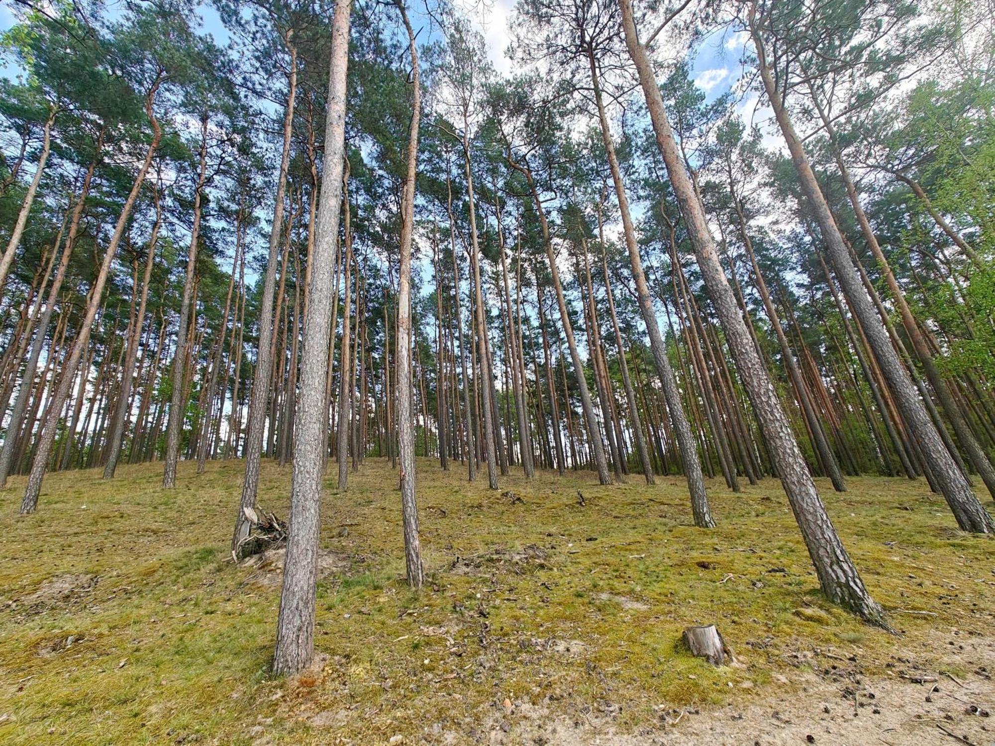 Lesna Ostoja W Centrum Puszczy Nadnoteckiej Otoczona 3 Jeziorami Miedzychod Exterior foto